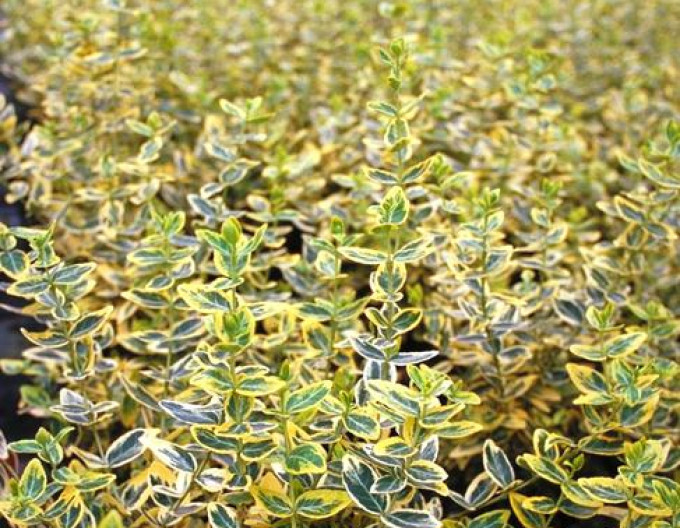 Bršlen Fortuneov „EMERALD and GOLD“ 2l