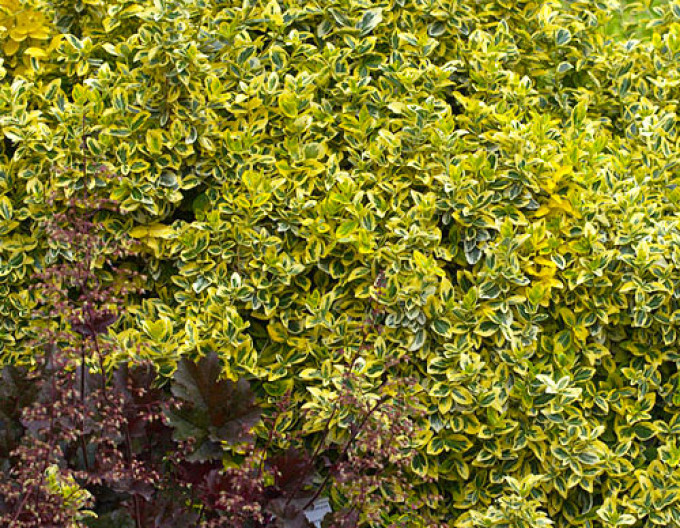 Bršlen Fortuneov „EMERALD and GOLD“ 2l