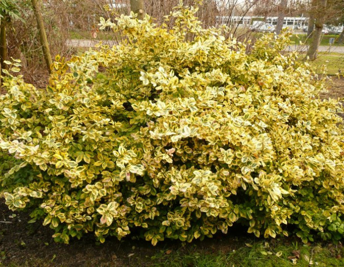 Bršlen Fortuneov „EMERALD and GOLD“ 2l