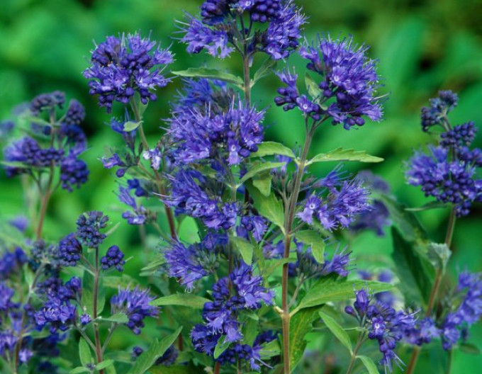 Ořechokřídlec clandonský „Kew Blue“ 2l