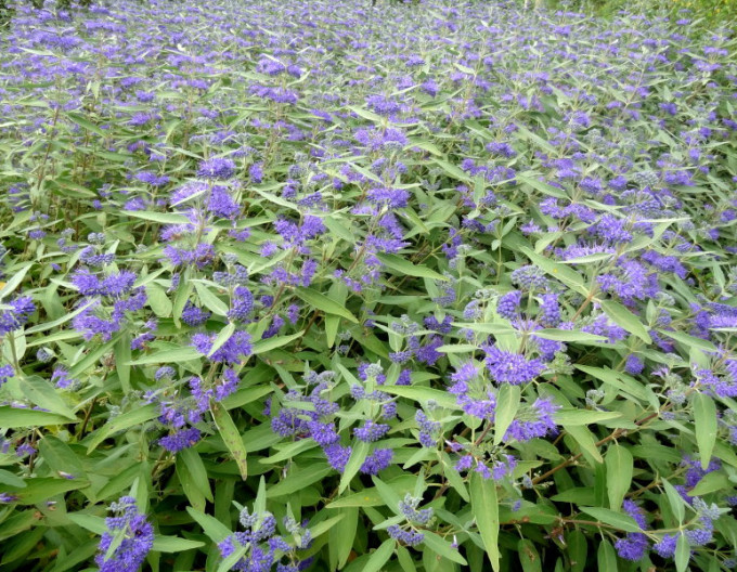 Ořechokřídlec clandonský „Kew Blue“ 2l