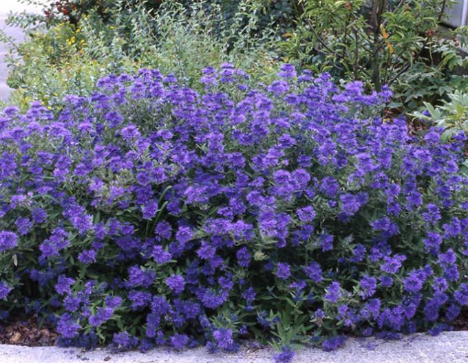 Ořechokřídlec clandonský „Kew Blue“ 2l