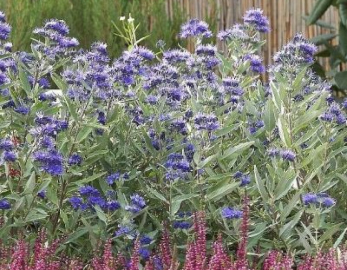 Ořechokřídlec clandonský „Kew Blue“ 2l