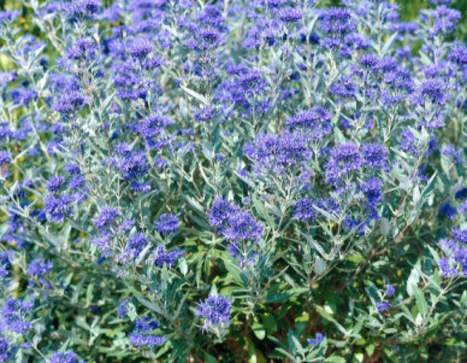 Ořechokřídlec clandonský „HEAVENLY BLUE“ 2l