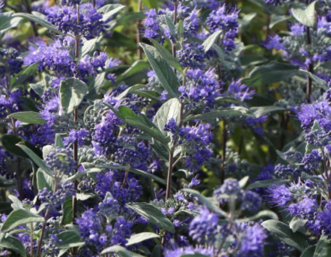 Ořechokřídlec clandonský „HEAVENLY BLUE“ 2l