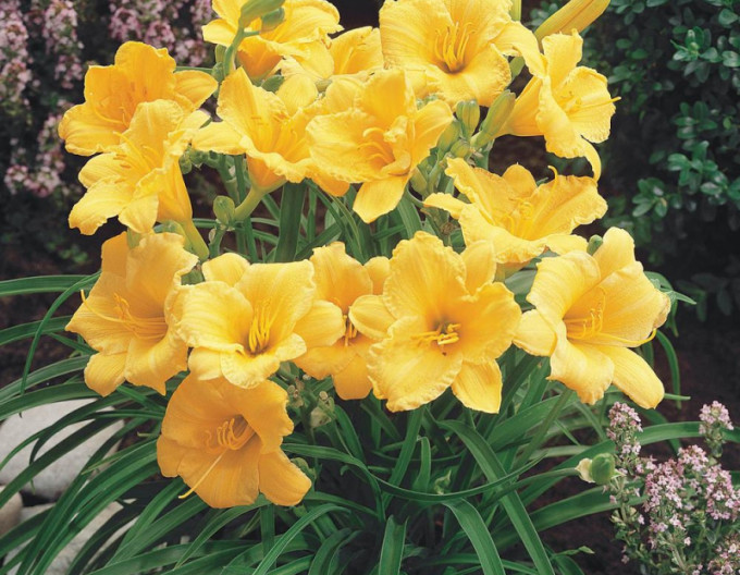 Denivka „Stella ‘d’Oro’“ 2l