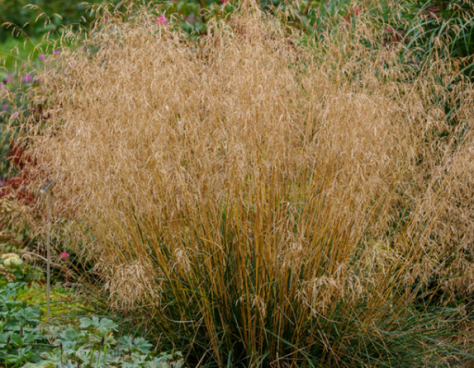 Metlice trsnatá „Bronzeschleier“ 2l