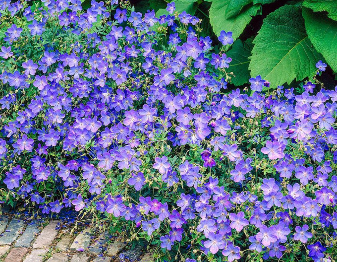 Kakost „Johnon’s Blue“