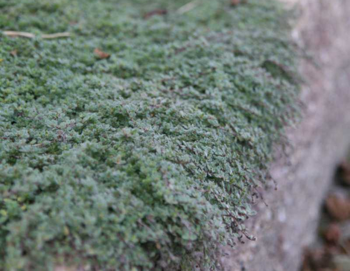 Mateřídouška raná Pseudolanuginosus