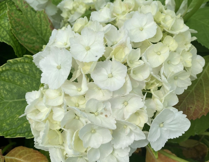 Hortenzie velkolistá Soeur Therese