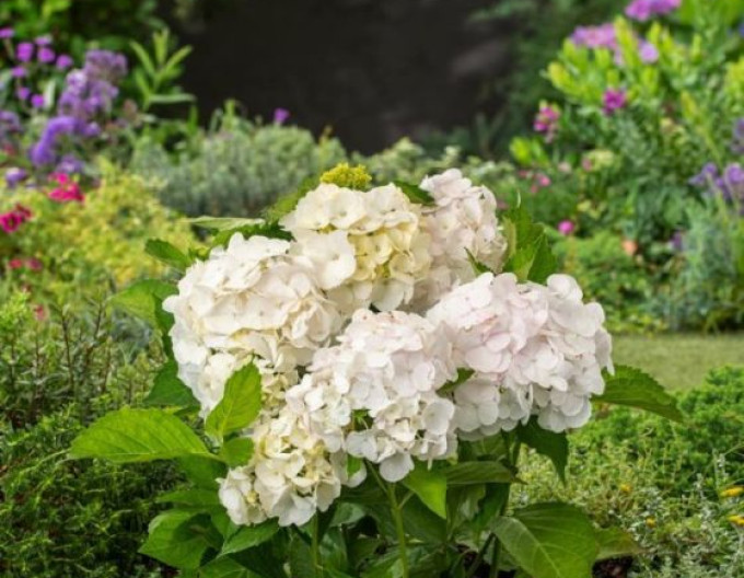 Hortenzie velkolistá Soeur Therese