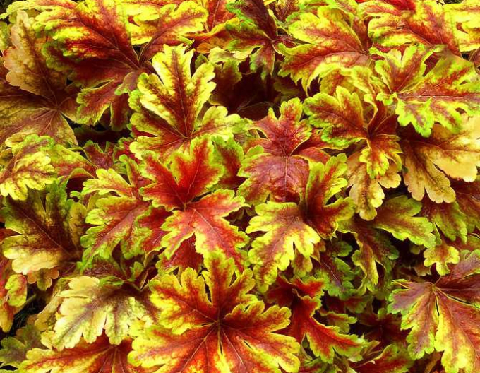 Heucherella ´Gold Zebra´