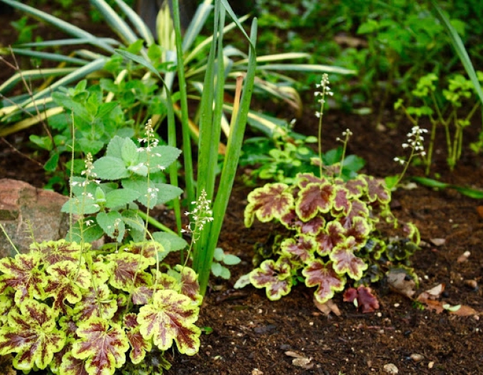 Heucherella ´Gold Zebra´