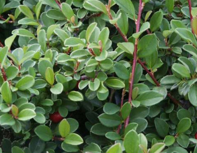 Skalník ’Eichholz’ 5l