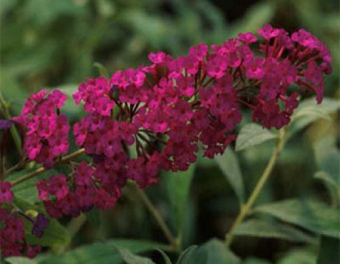 Motýlí keř, Komule Davidova „Red Royal“ 5l