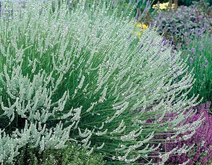 Levandule Edelweiss