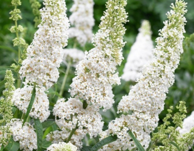 Motýlí keř, Komule Davidova ’White Profusion’ 5l