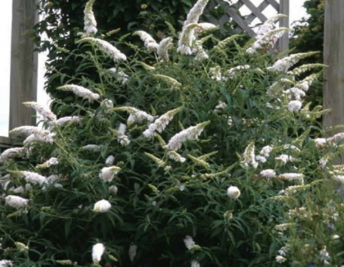 Motýlí keř, Komule Davidova ’White Profusion’ 5l