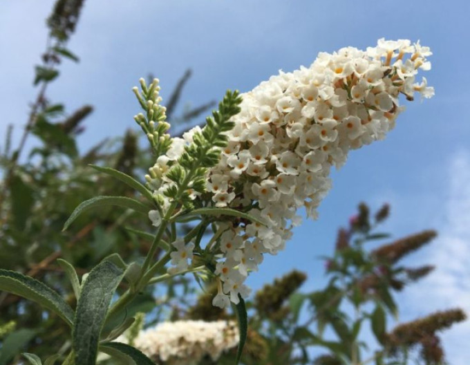 Motýlí keř, Komule Davidova ’White Profusion’ 5l