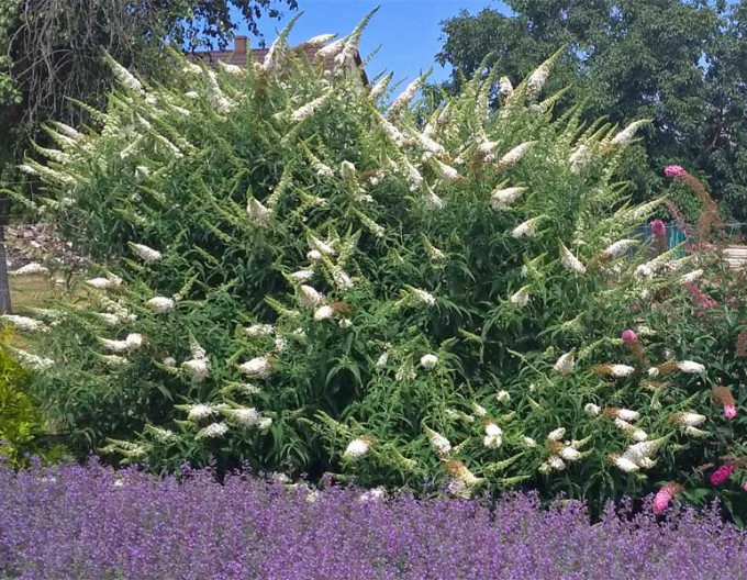 Motýlí keř, Komule Davidova ’White Profusion’ 5l