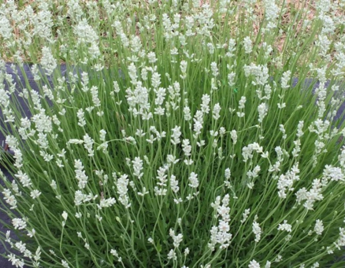 Levandule Edelweiss