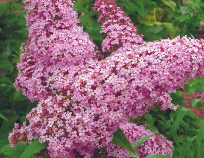 Motýlí keř, Komule Davidova ’Pink Delight’ 5l