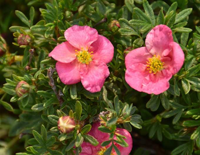 Mochna křovitá  „Bella Rosa“ 5l