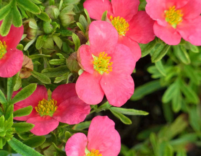 Mochna křovitá  „Bella Rosa“ 5l