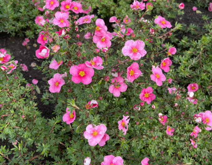 Mochna křovitá  „Bella Rosa“ 5l