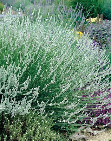Levandule Edelweiss