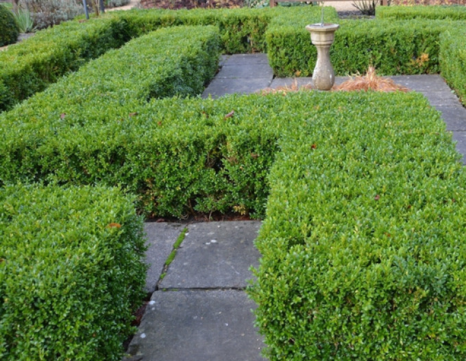 Zimostráz vždyzelený – Buxus 5l
