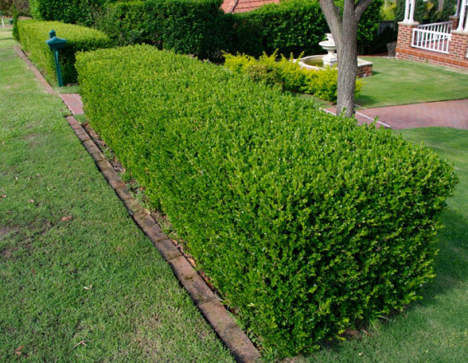 Zimostráz vždyzelený – Buxus 5l