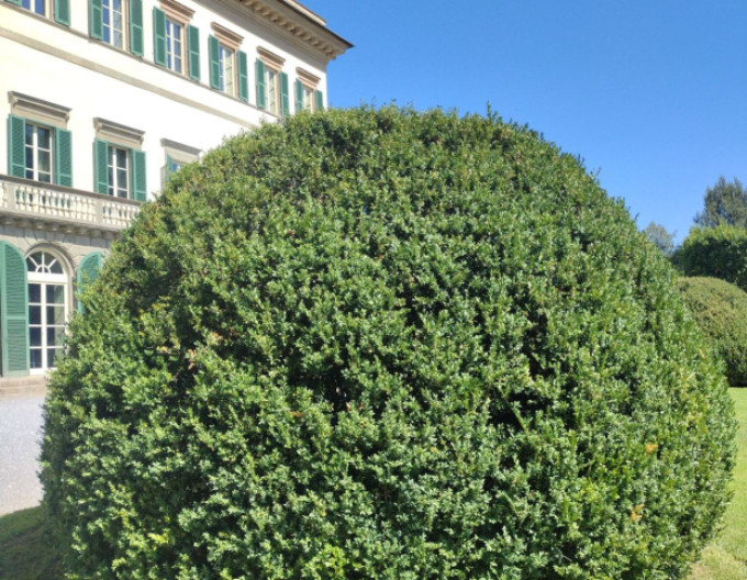Zimostráz vždyzelený – Buxus 5l