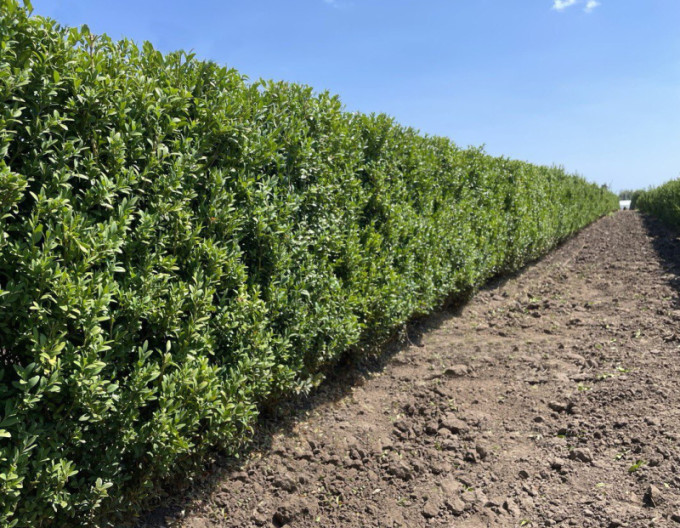 Zimostráz vždyzelený – Buxus 5l