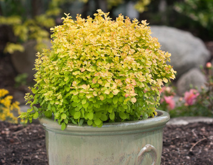 Dřišťál Thunbergův  „Tiny Gold“ 5l