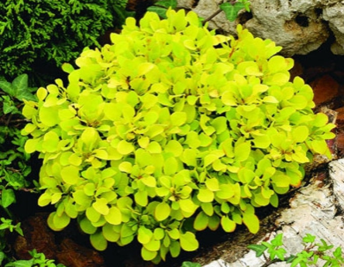 Dřišťál Thunbergův  „Tiny Gold“ 5l