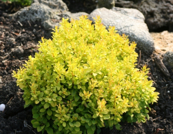 Dřišťál Thunbergův  „Tiny Gold“ 5l