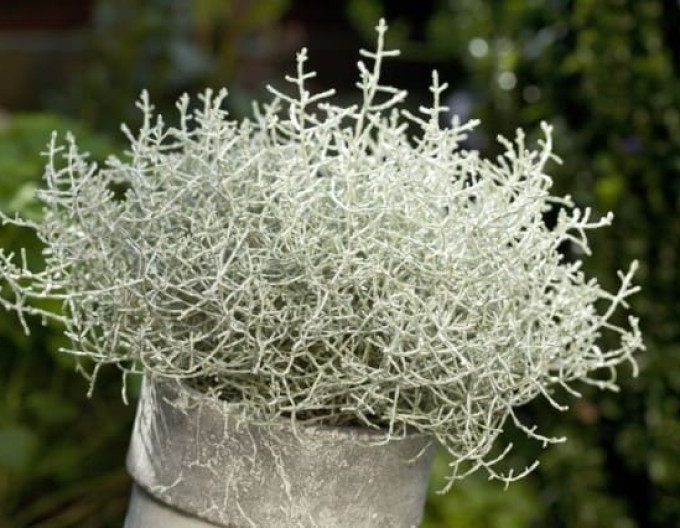 Stříbrný drátek „Whimsy Silver“