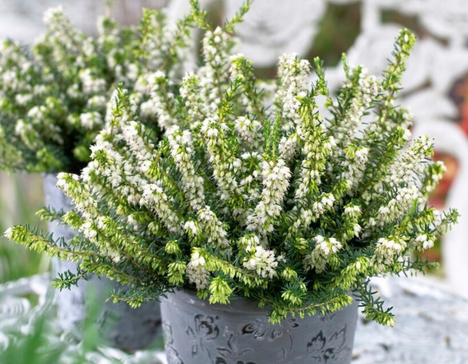 Vřesovec darlejský „White Spring Surprise“