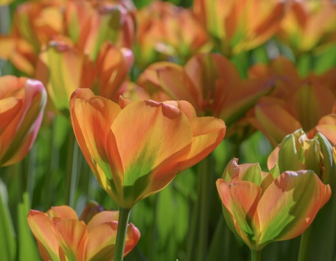 Tulipán zelenokvětý (Viridiflora) „Orange Marmelade“