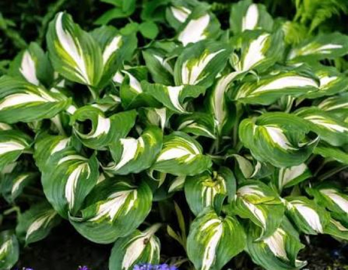 Bohyška „Mediovariegata“
