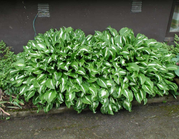 Bohyška „Mediovariegata“
