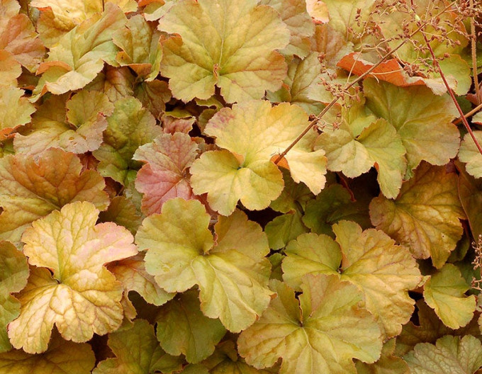 Dlužicha „Northern Exposure Amber“