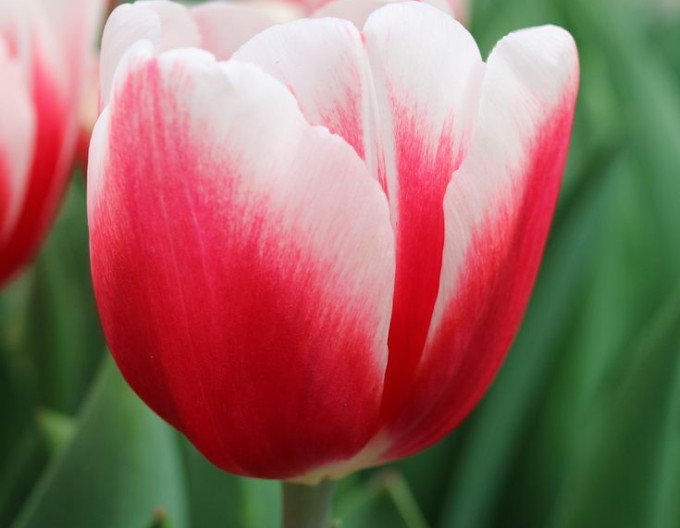 Tulipán Triumph „Timeless“