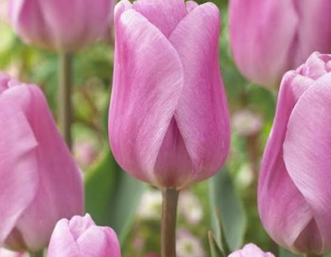 Tulipán Triumph „Synaeda Amor“
