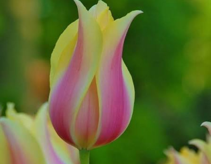 Tulipán Triumph „Blushing Lady“