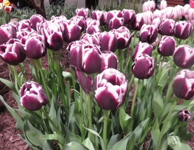 Tulipán Triumph „Jackpot“