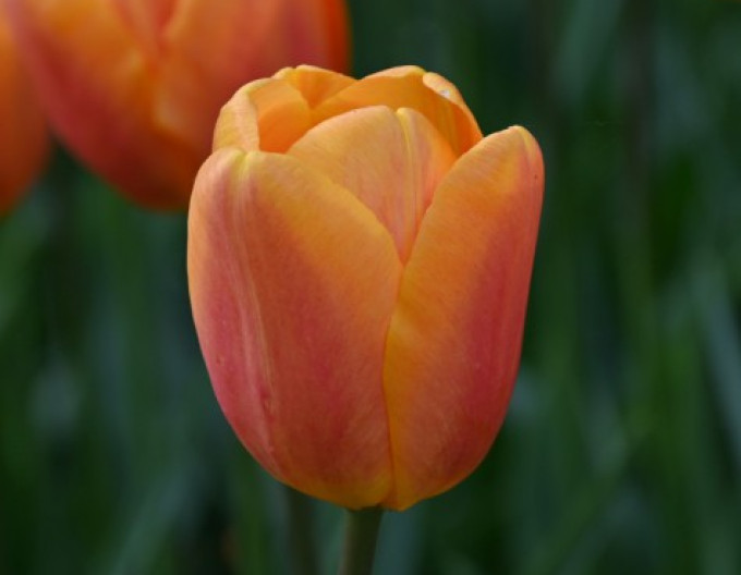 Tulipán Triumph „Worlds Friend“