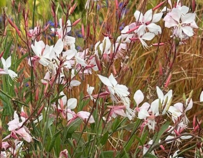 Svíčkovec  ʹWhirling Butterfliesʹ