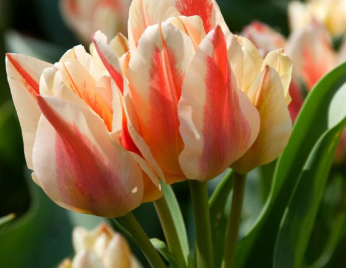 Tulipán Greigi ‚Quebec‘